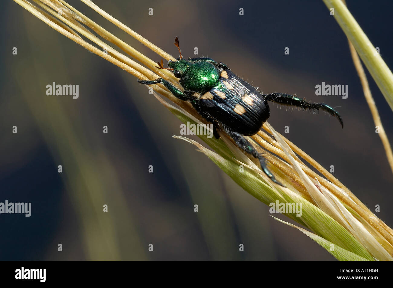 Beetle, Aulacopris matthewsi, on grass Ratangad Fort, Western Ghat, Maharashtra, India. Stock Photo