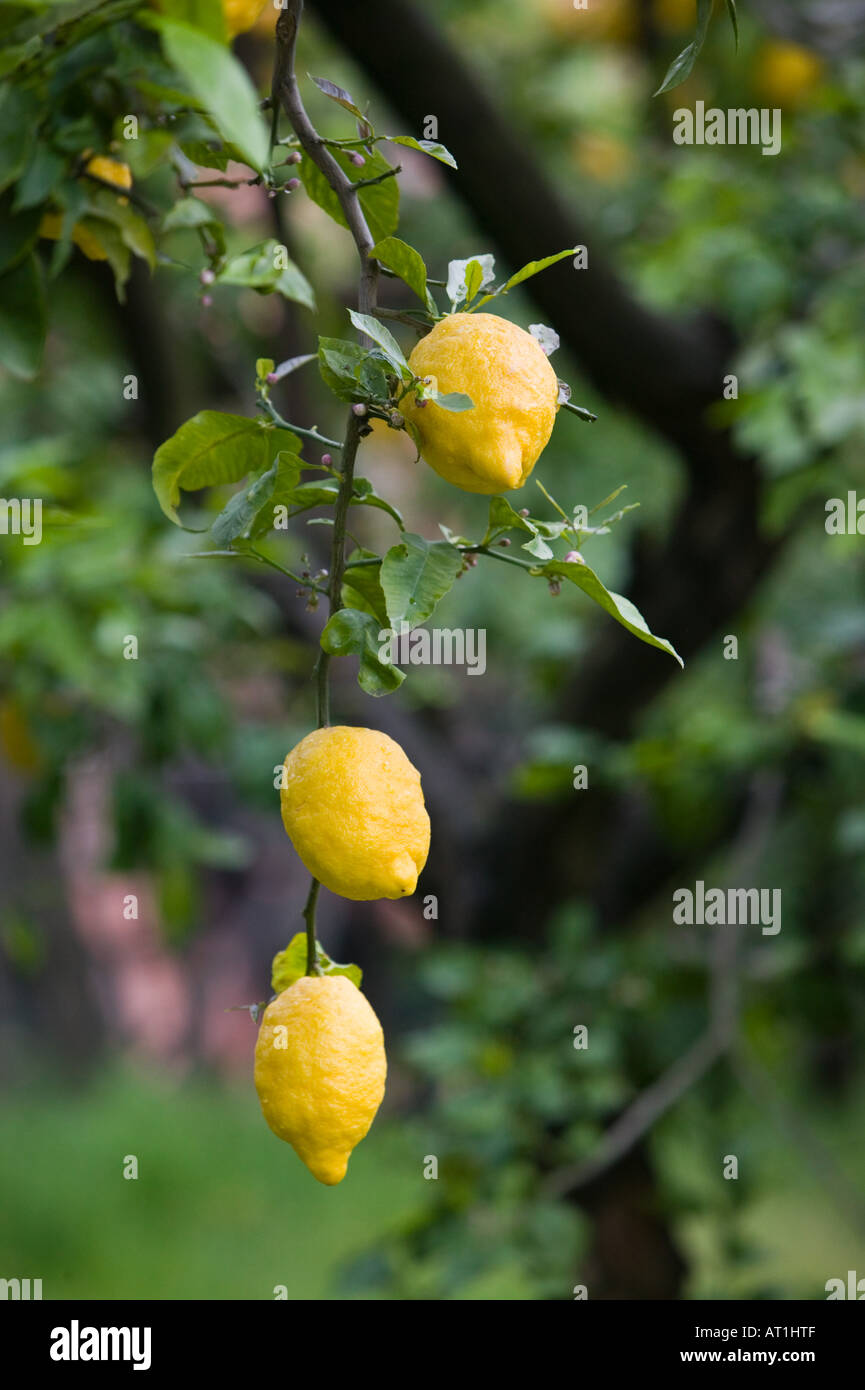 Europe, Italy, Campania (Sorrento Peninsula) Sorrento: Lemon Grove