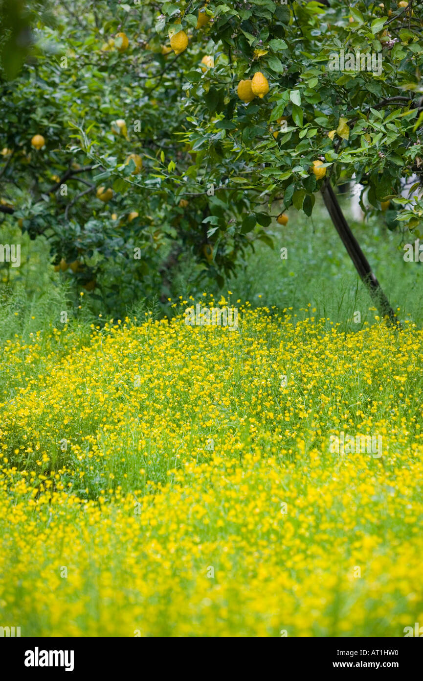 Europe, Italy, Campania (Sorrento Peninsula) Sorrento: Lemon Grove