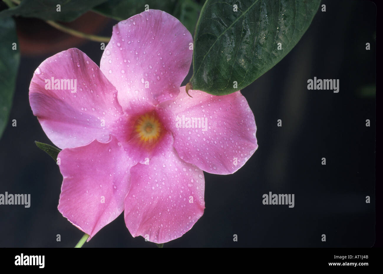 Red Riding Hood Mandevilla splendens Stock Photo - Alamy