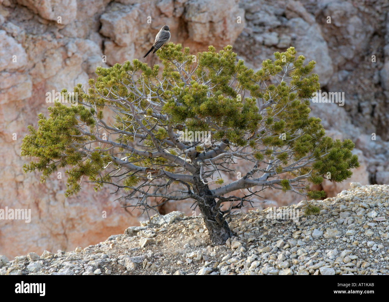 Tree, Bryce Canyon, Utah Stock Photo