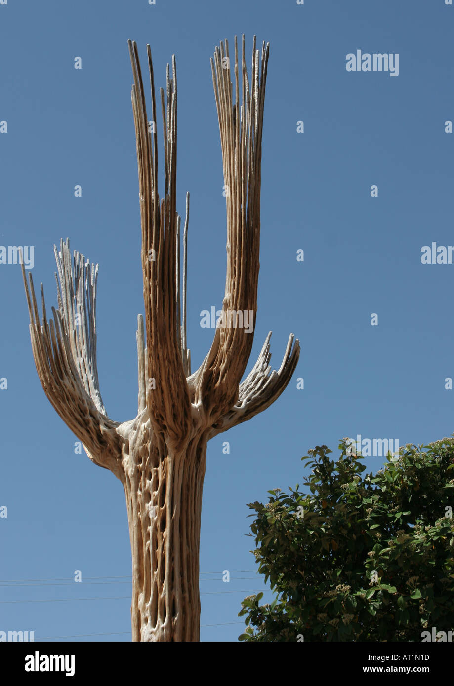 Saguaro Cactus Skeleton Carnegiea Gigantea Sedona Arizona Usa Stock Photo Alamy