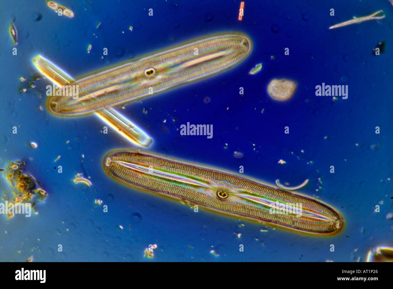 Diatoms USA photomicrograph blue background Stock Photo