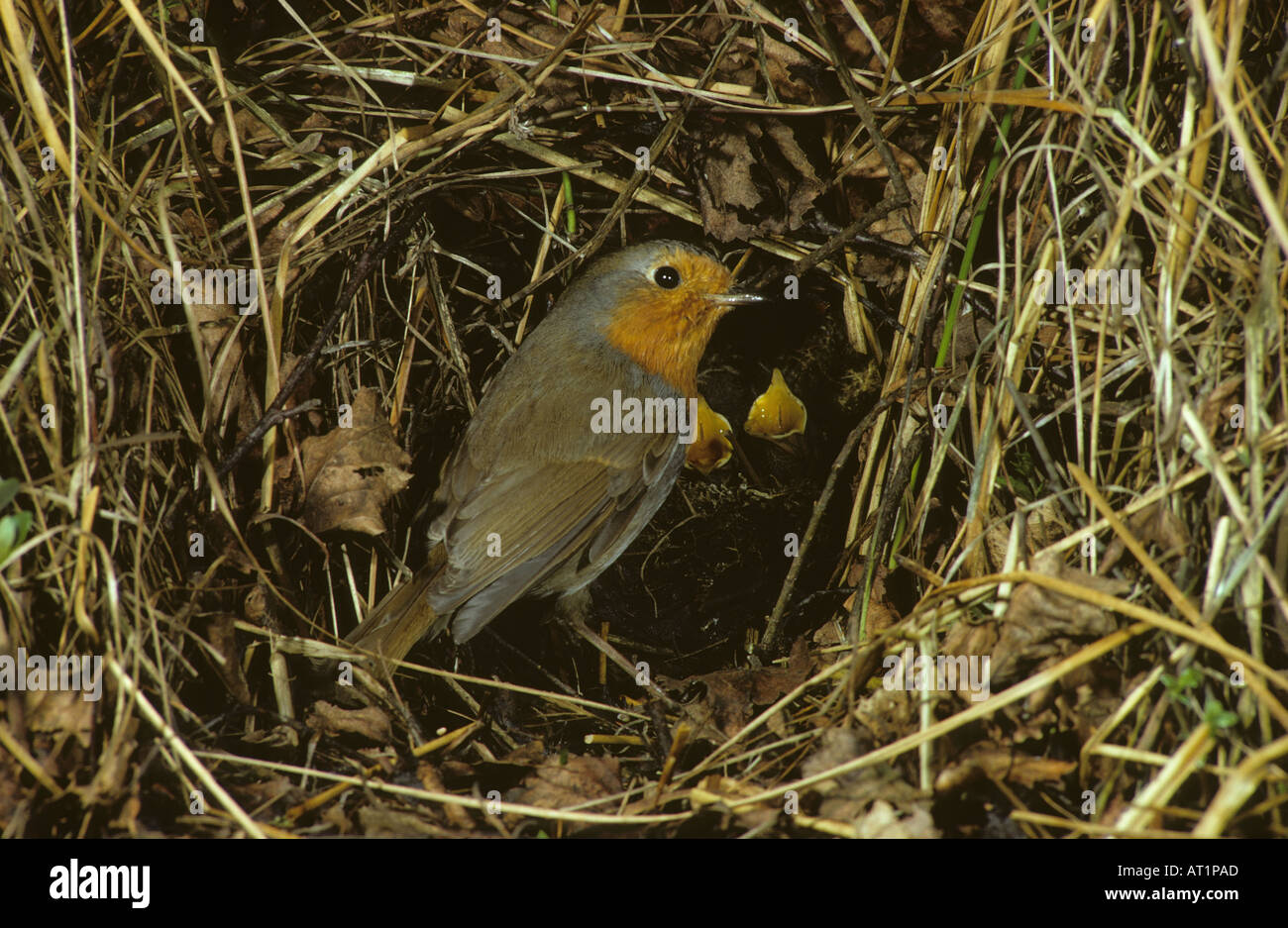 Young robin nest uk hires stock photography and images Alamy