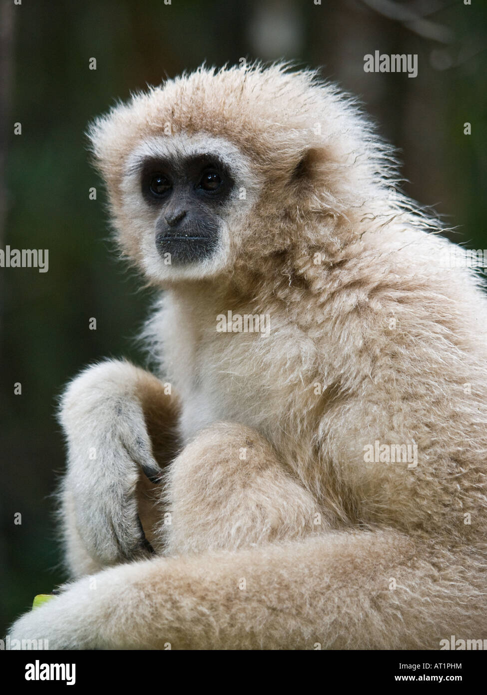 White Handed Gibbon Hylobates ape sitting in a tree Stock Photo