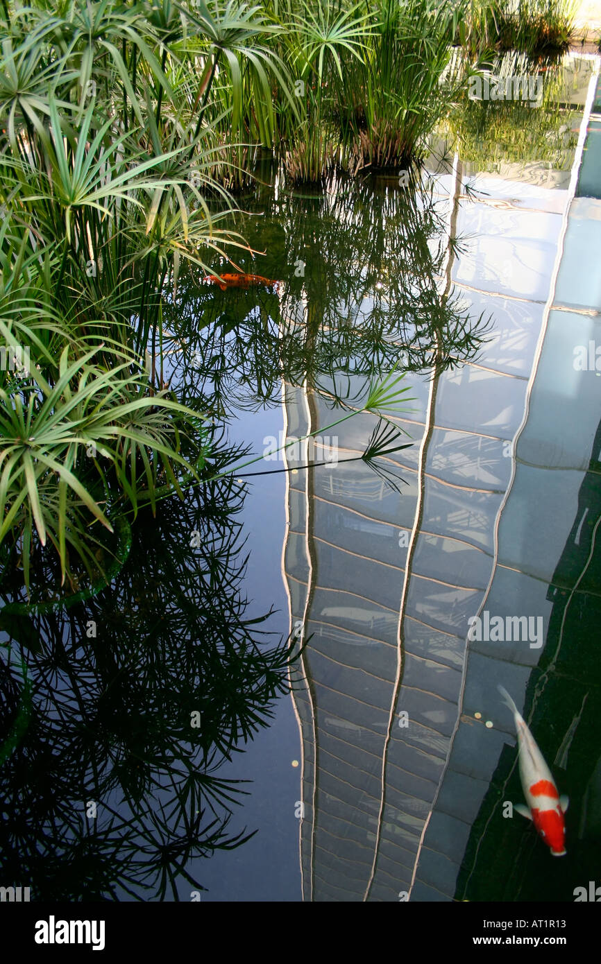 Singapore towering skyscrapers reflected in goldfish pond Papyrus umbrella plant Stock Photo
