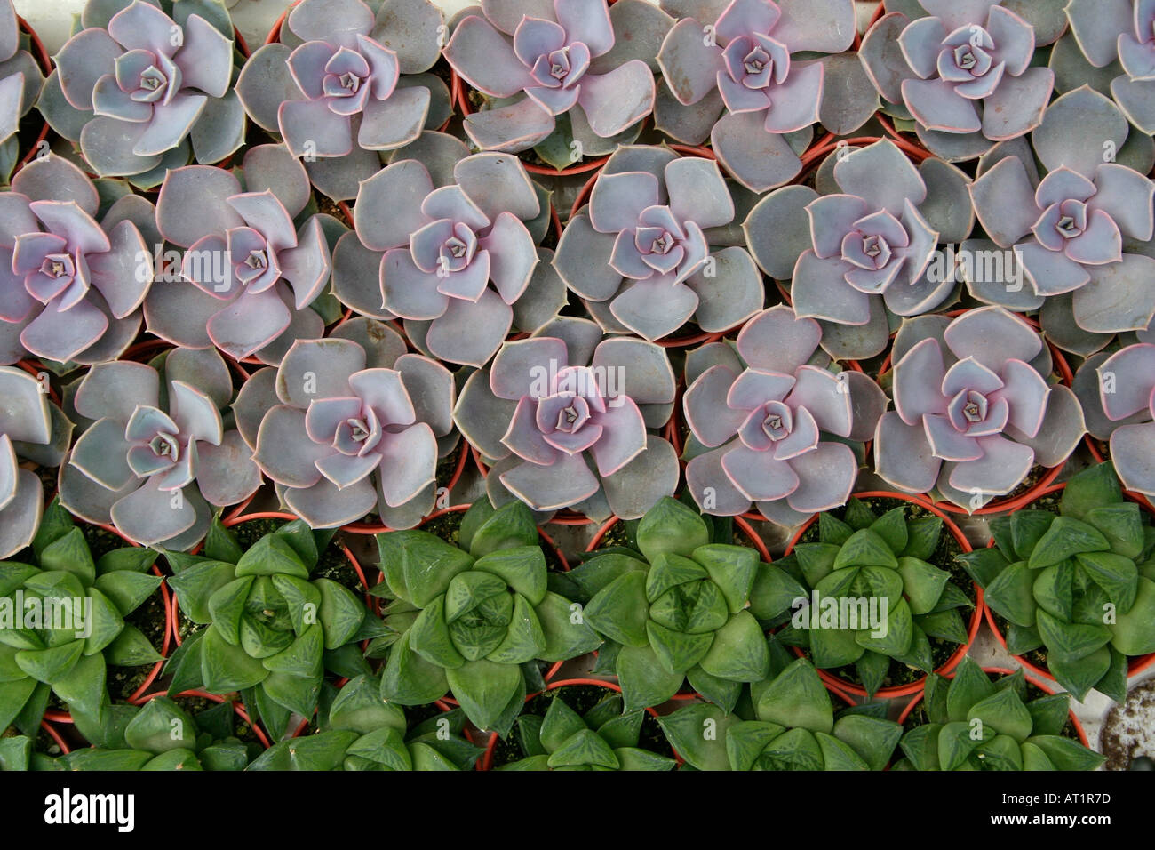 Succulents Stock Photo