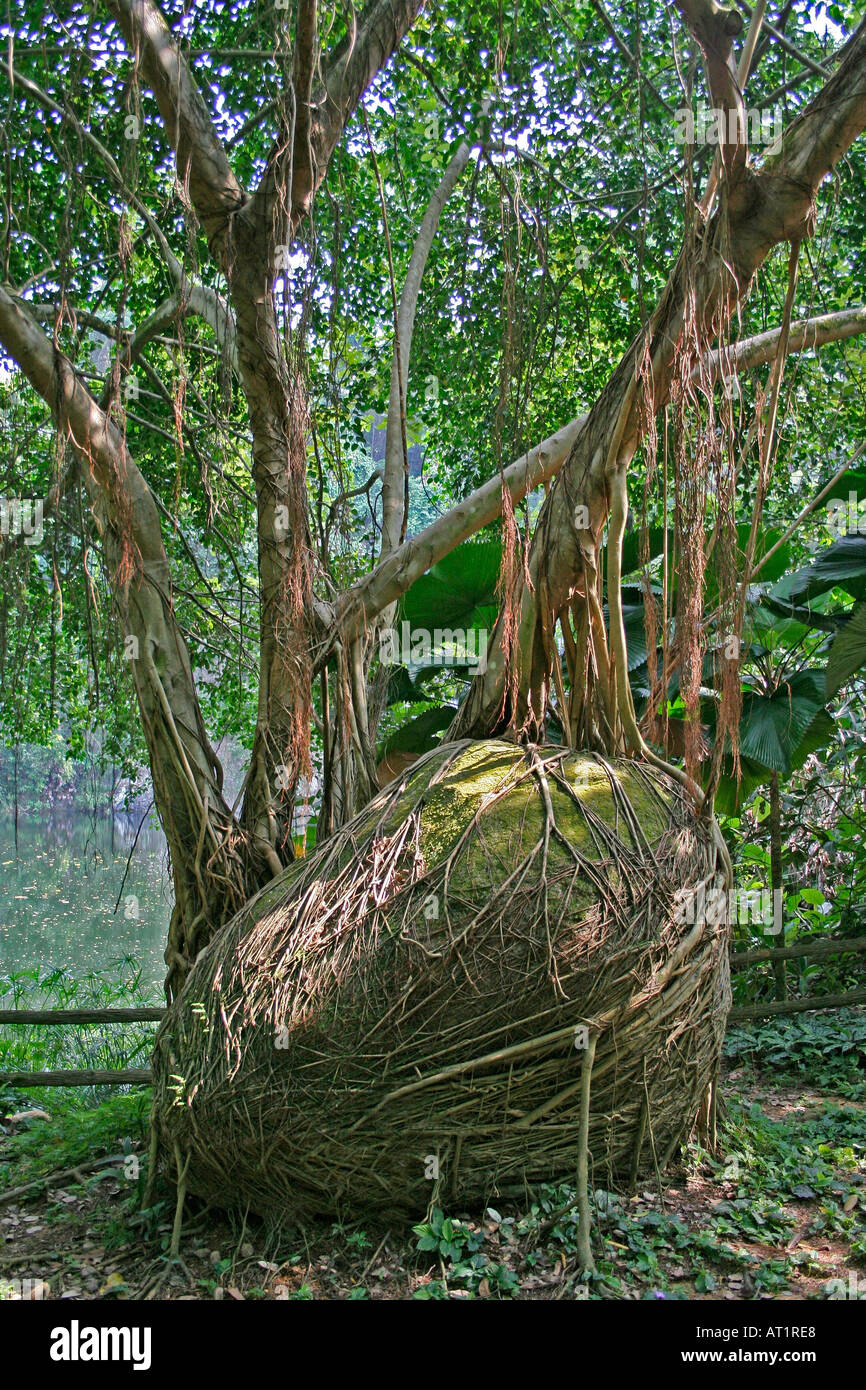 Strangling fig Ficus sp. Malaysia, roots embracing a large stone boulder Stock Photo