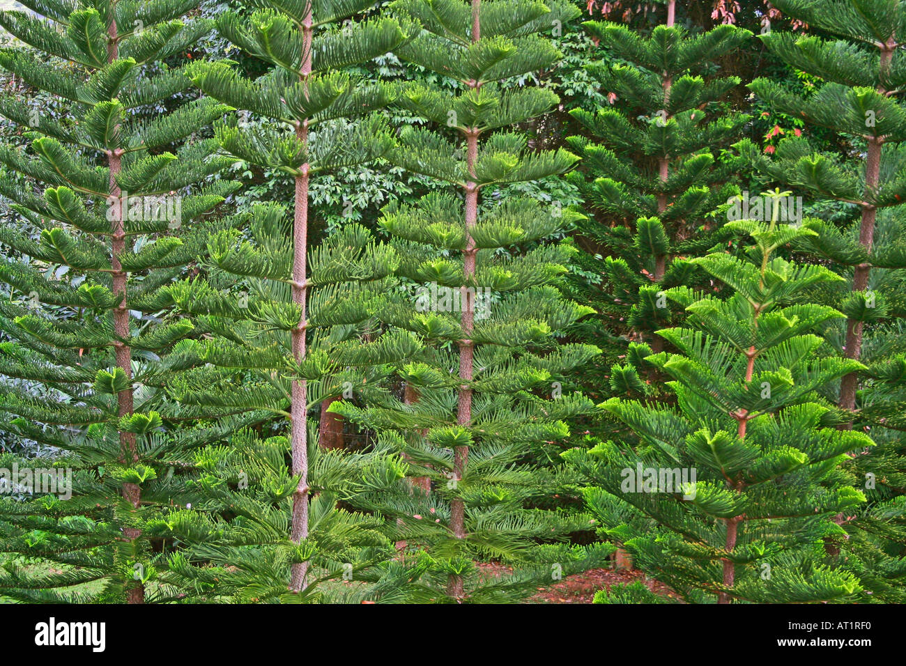 The trees hi-res stock photography and images - Alamy