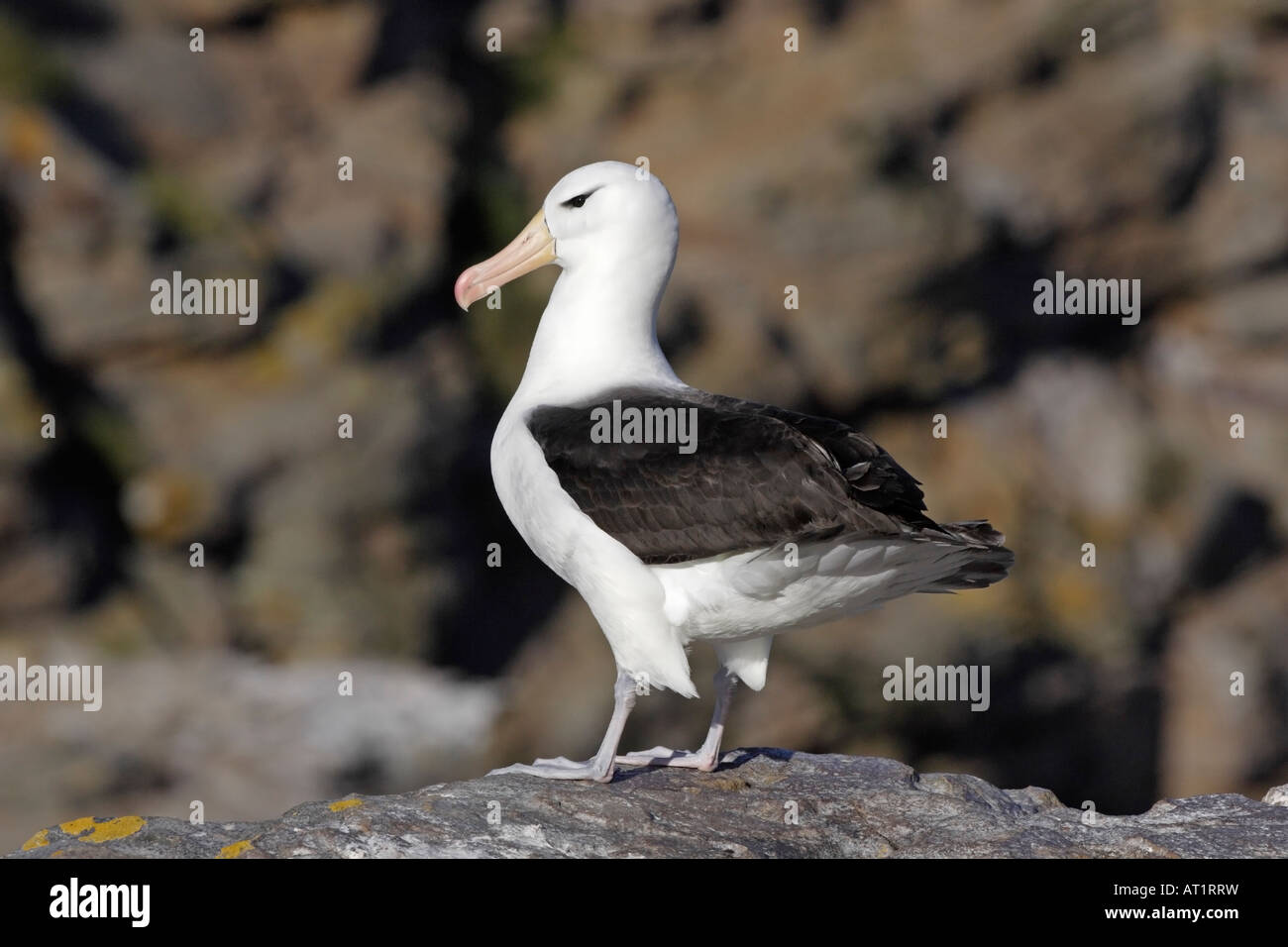 Black Browed Albatross New Island Falkland Islands Stock Photo