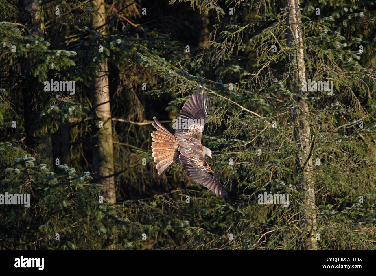 Red Kite flying at Nant yr Arian Wales Stock Photo