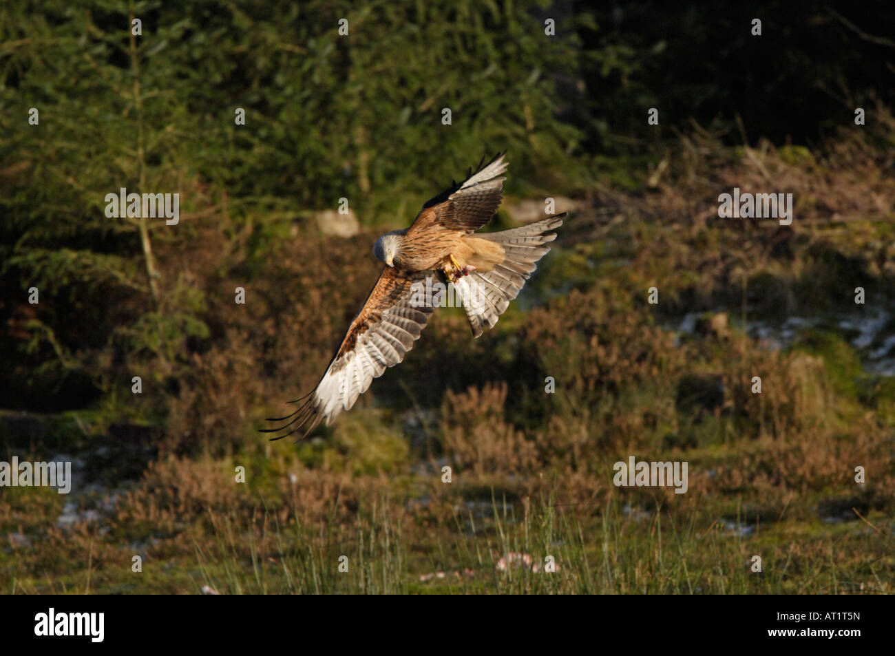 Red Kite flying at Nant yr Arian Wales Stock Photo