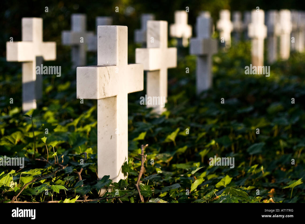 White marble crosses planted into the earth in the memorial site ...