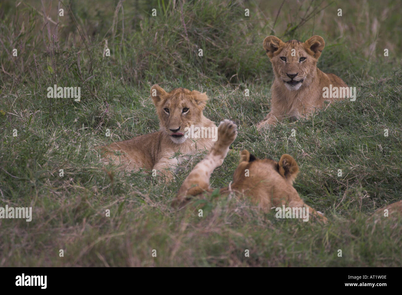 Lion cubs Panthera leo Stock Photo - Alamy