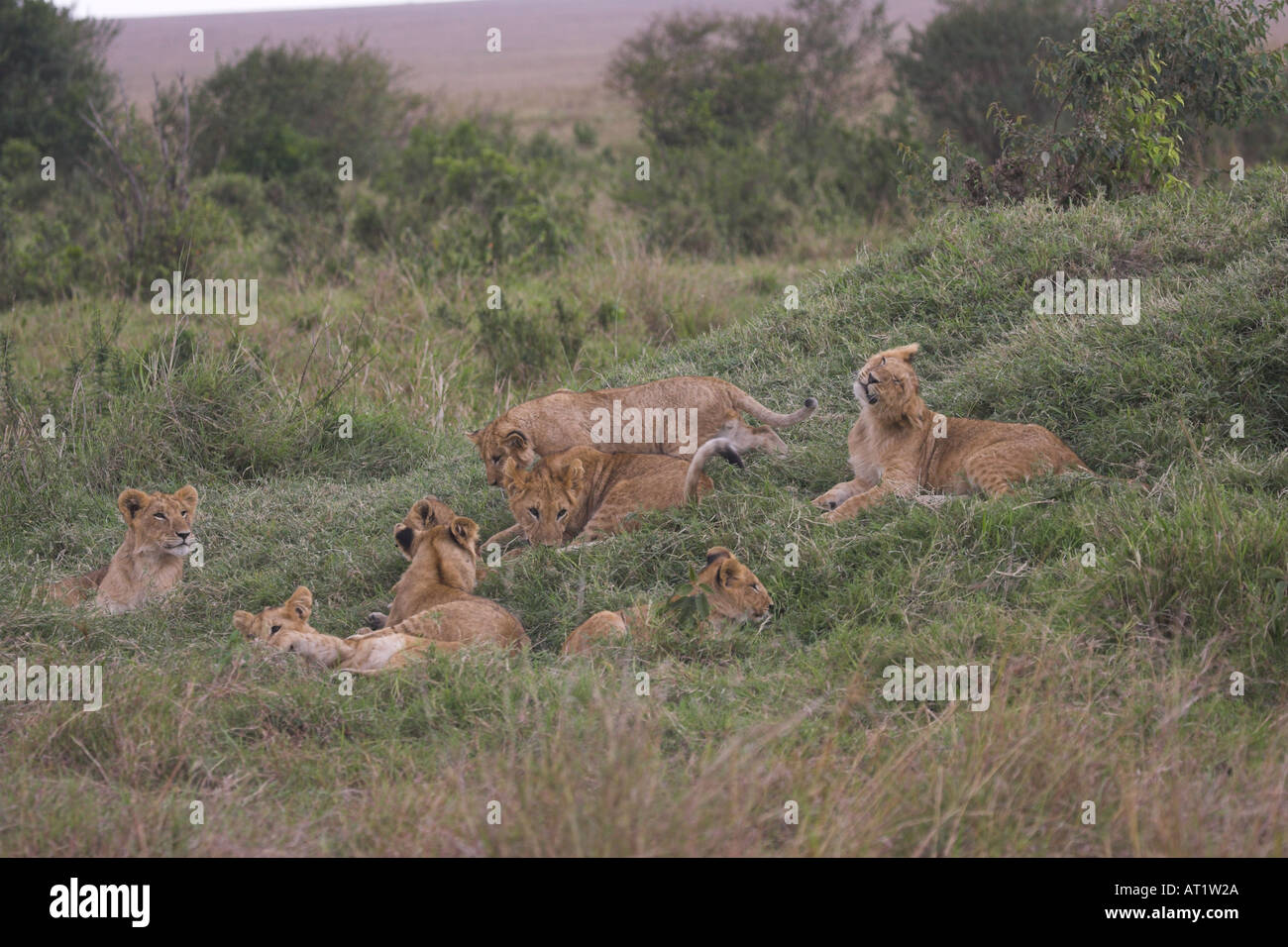 Lion cubs Panthera leo Stock Photo - Alamy