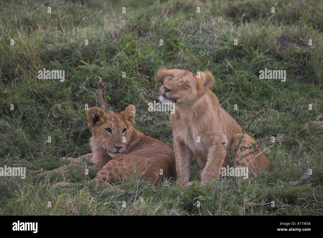 Lion cubs Panthera leo Stock Photo - Alamy