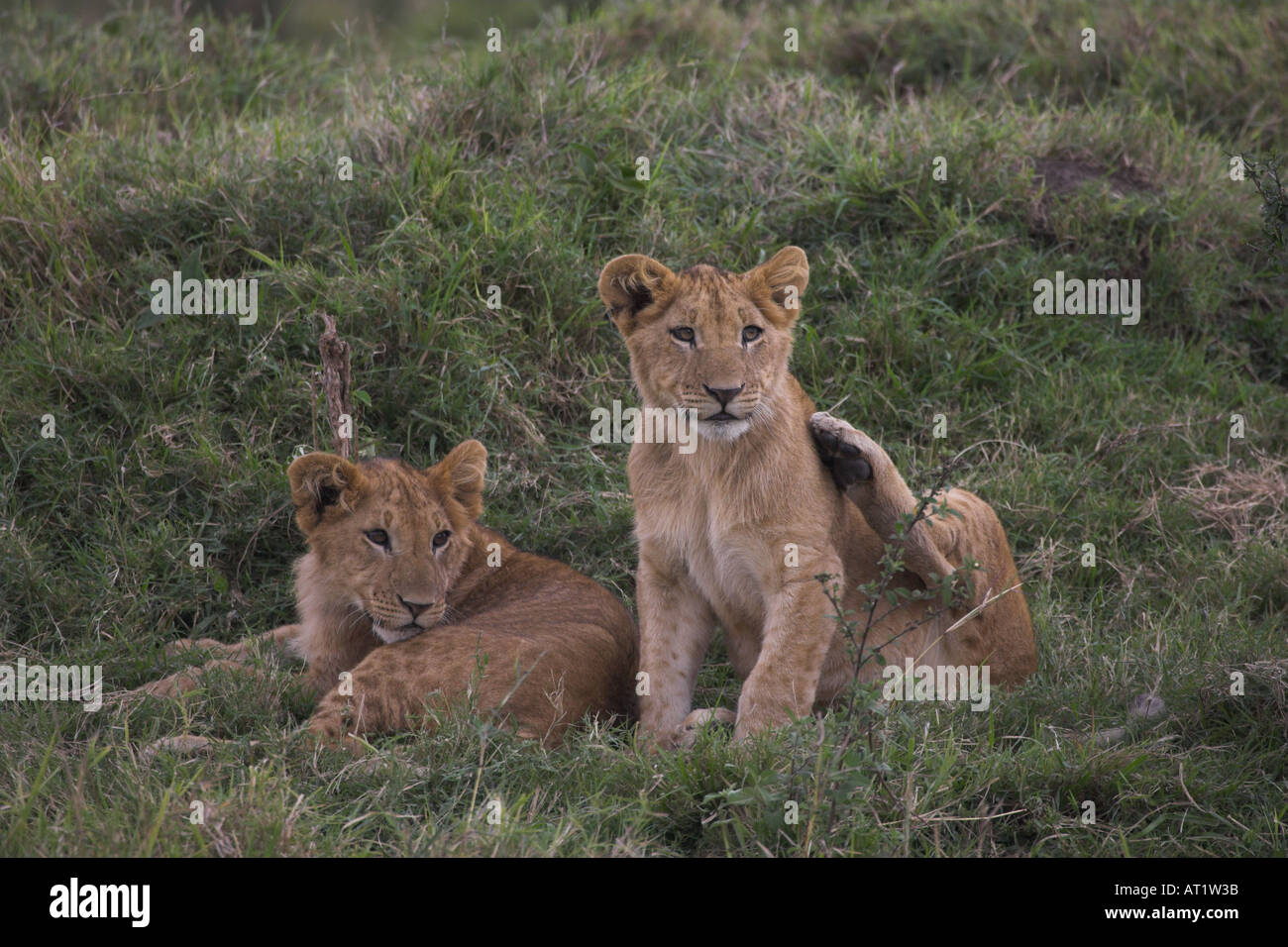 Lion cubs Panthera leo Stock Photo - Alamy