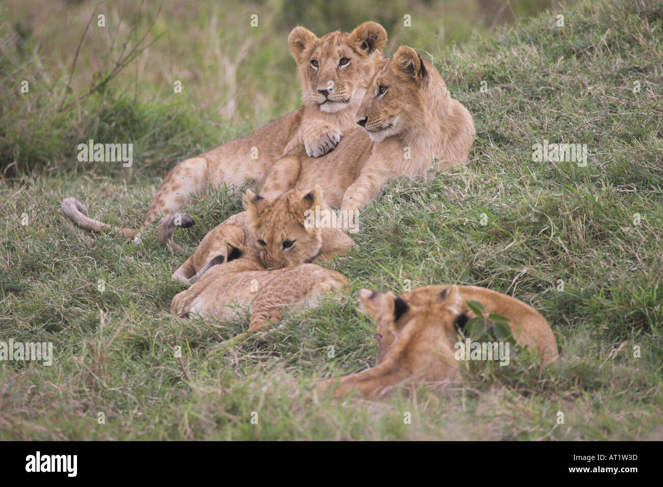 Lion cubs Panthera leo Stock Photo - Alamy