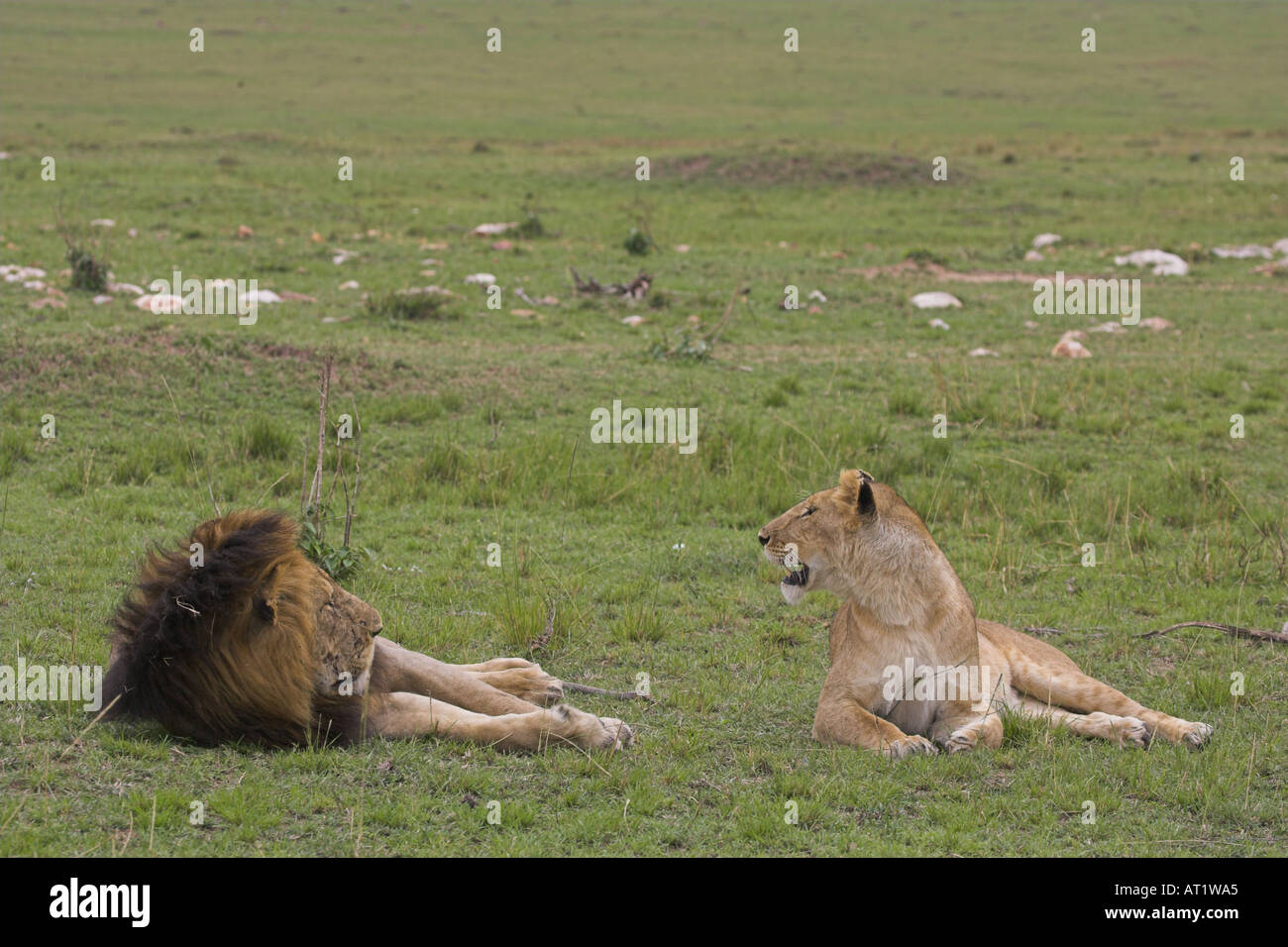 Pair of Lion Panthera leo male and female Stock Photo - Alamy