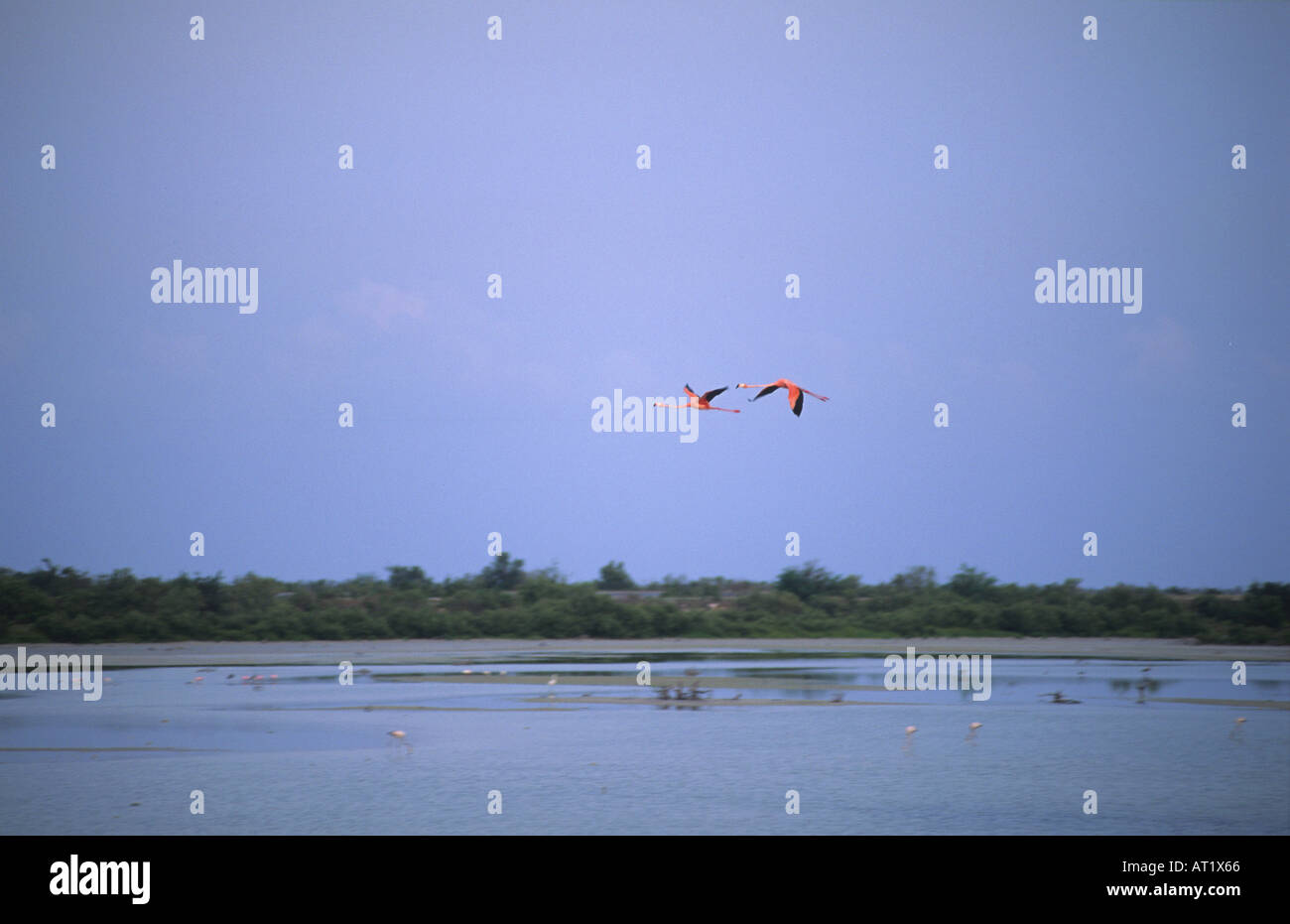 Fauna de manglar hi-res stock photography and images - Alamy