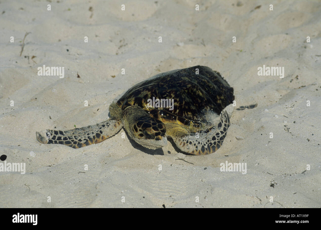 Carey Turtle Eretmochelys imbricata Cayo Largo Cuba Stock Photo