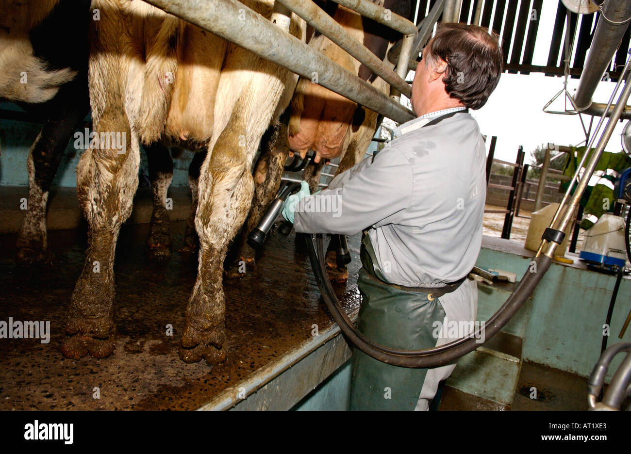 Dairy farmer working in his milking parlour on farm near Whitland