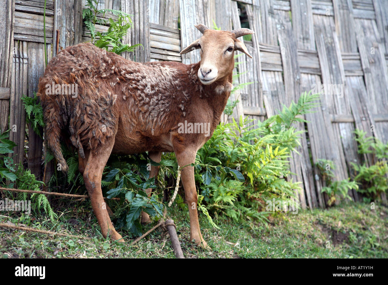 Ethiopian sheep hires stock photography and images Alamy