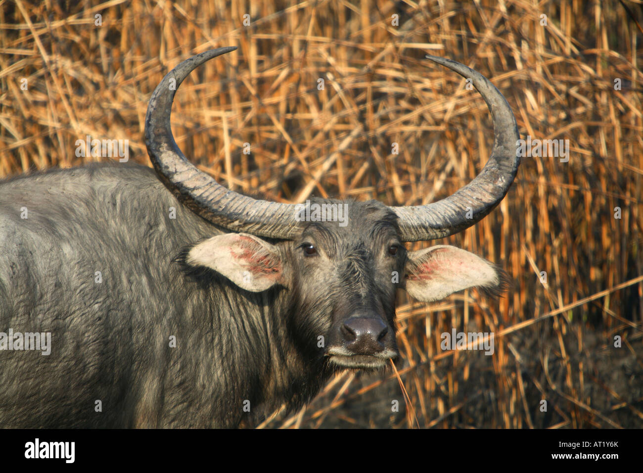 Wild Baffalo, Bubalus arnee, at Kaziranga National Park, Assam, India. Stock Photo