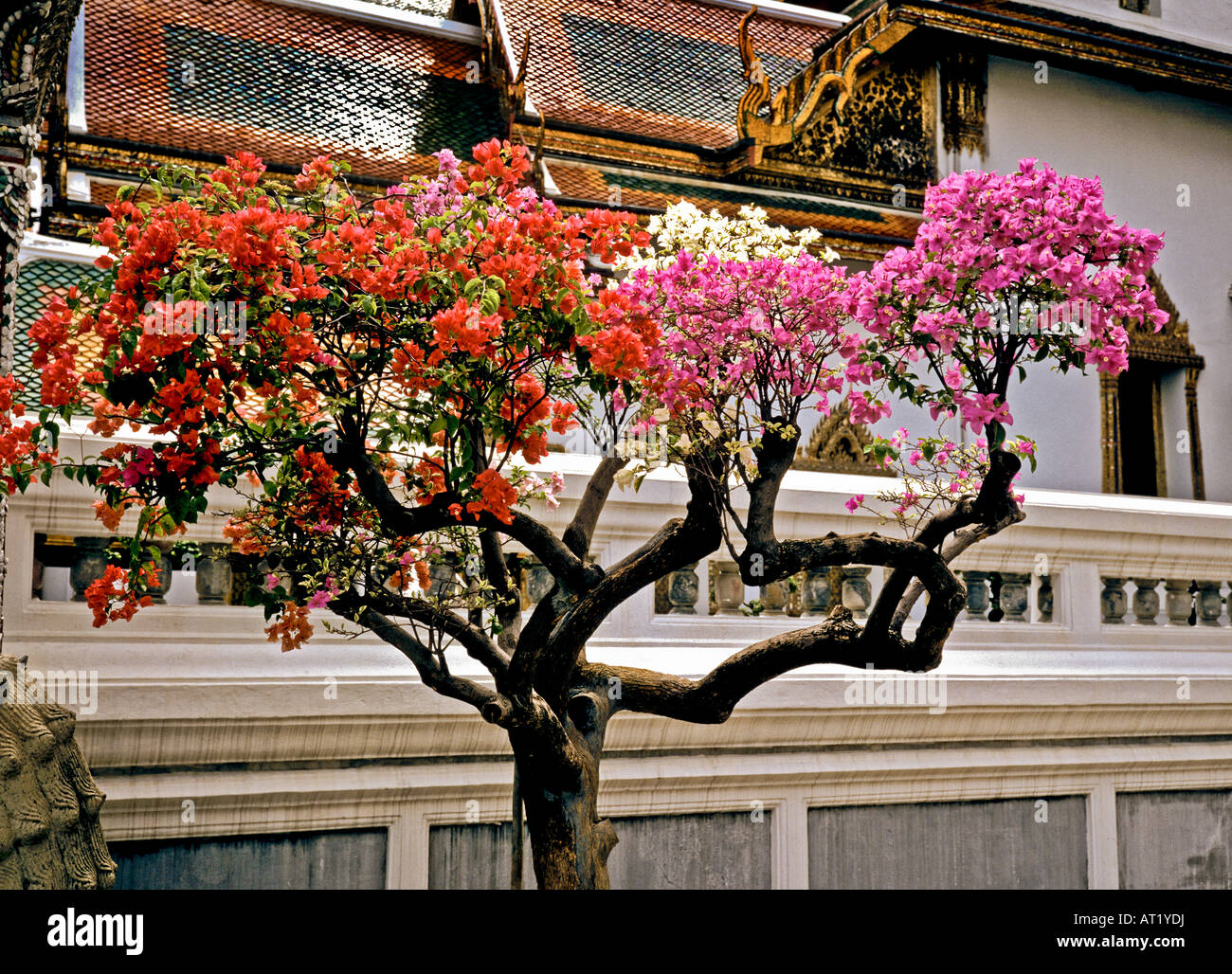 Multi coloured bougainvillea grafted onto one tree in the garden of the Grand Palace Bangkok Thailand Asia Stock Photo