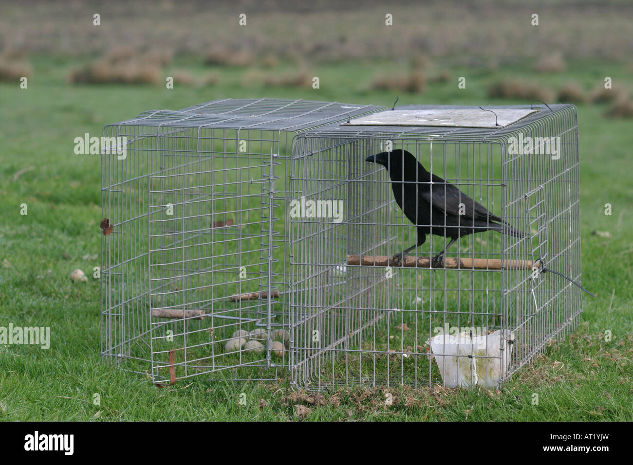 Carrion Crow Corvus corone Larson trap Stock Photo