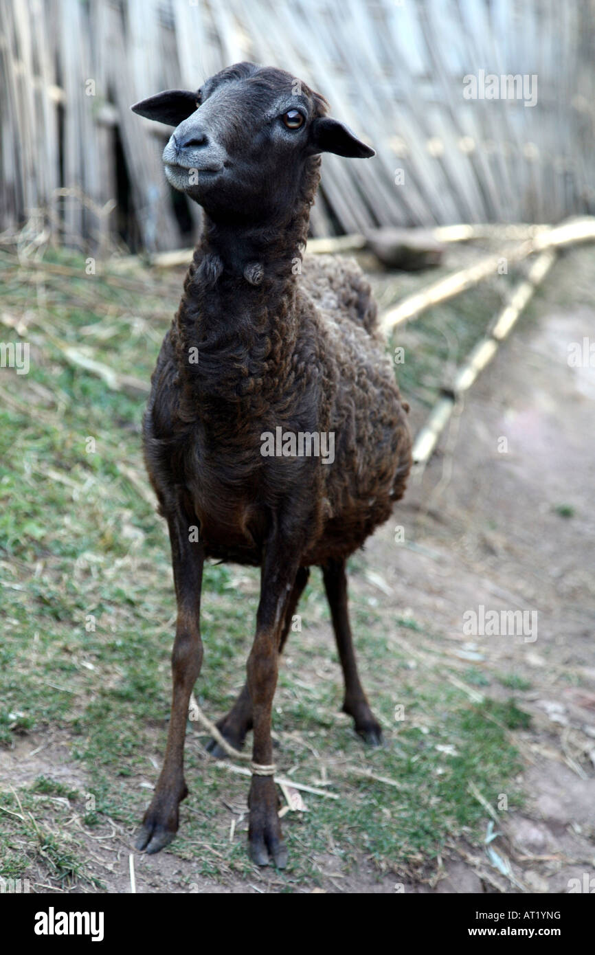 Black sheep in Dorze tribal village, Ethiopia Stock Photo Alamy