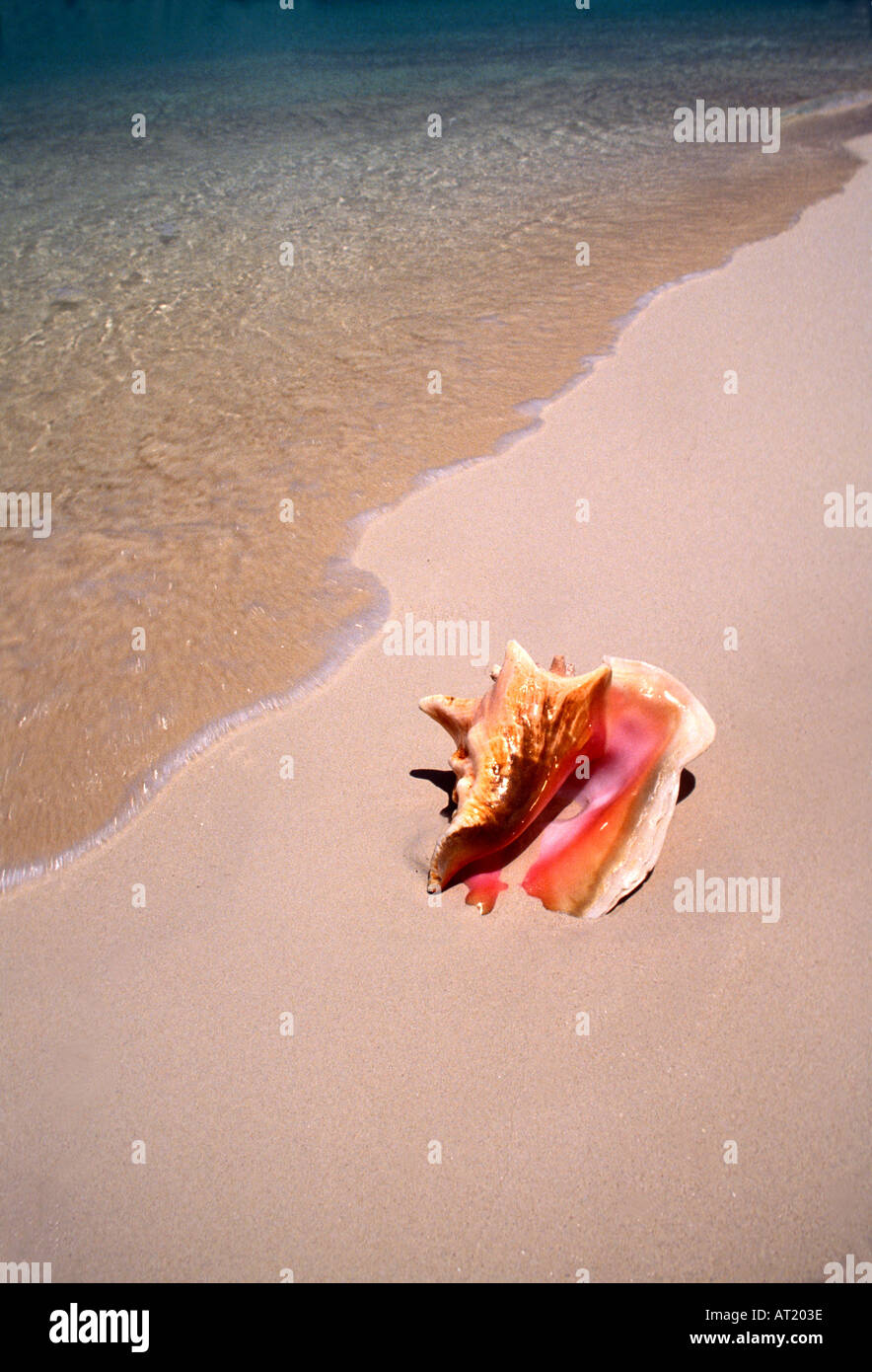 Caribbean pink conch shell on beach water surfline Stock Photo