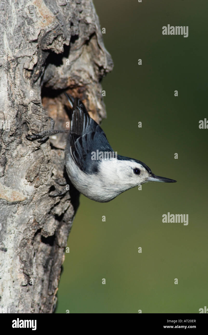 White-breasted Nuthatch Sitta carolinensis adult male at nesting cavity Rocky Mountain National Park Colorado USA Stock Photo