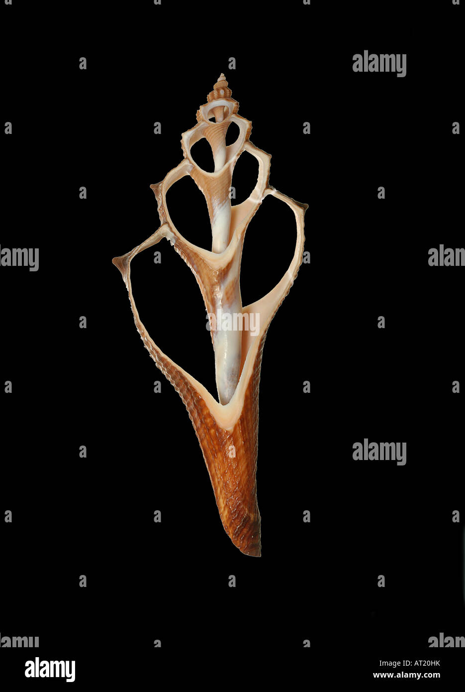 Hemifusus ternatanus, sea shell section Stock Photo