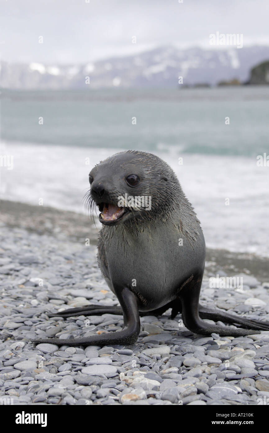 Fur seal on South Georgia Stock Photo