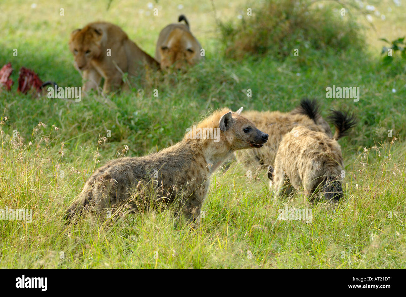 Lion Vs Hyena War