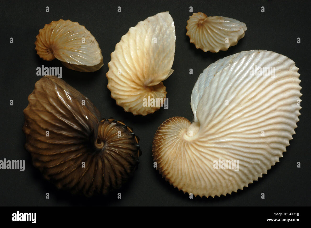 Nautilus spp, sheshels, linving fossil. Stock Photo
