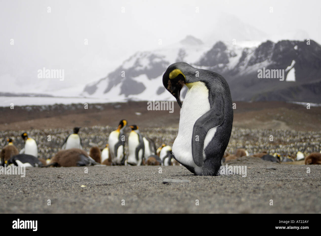 King Penguin South Georgia Stock Photo - Alamy