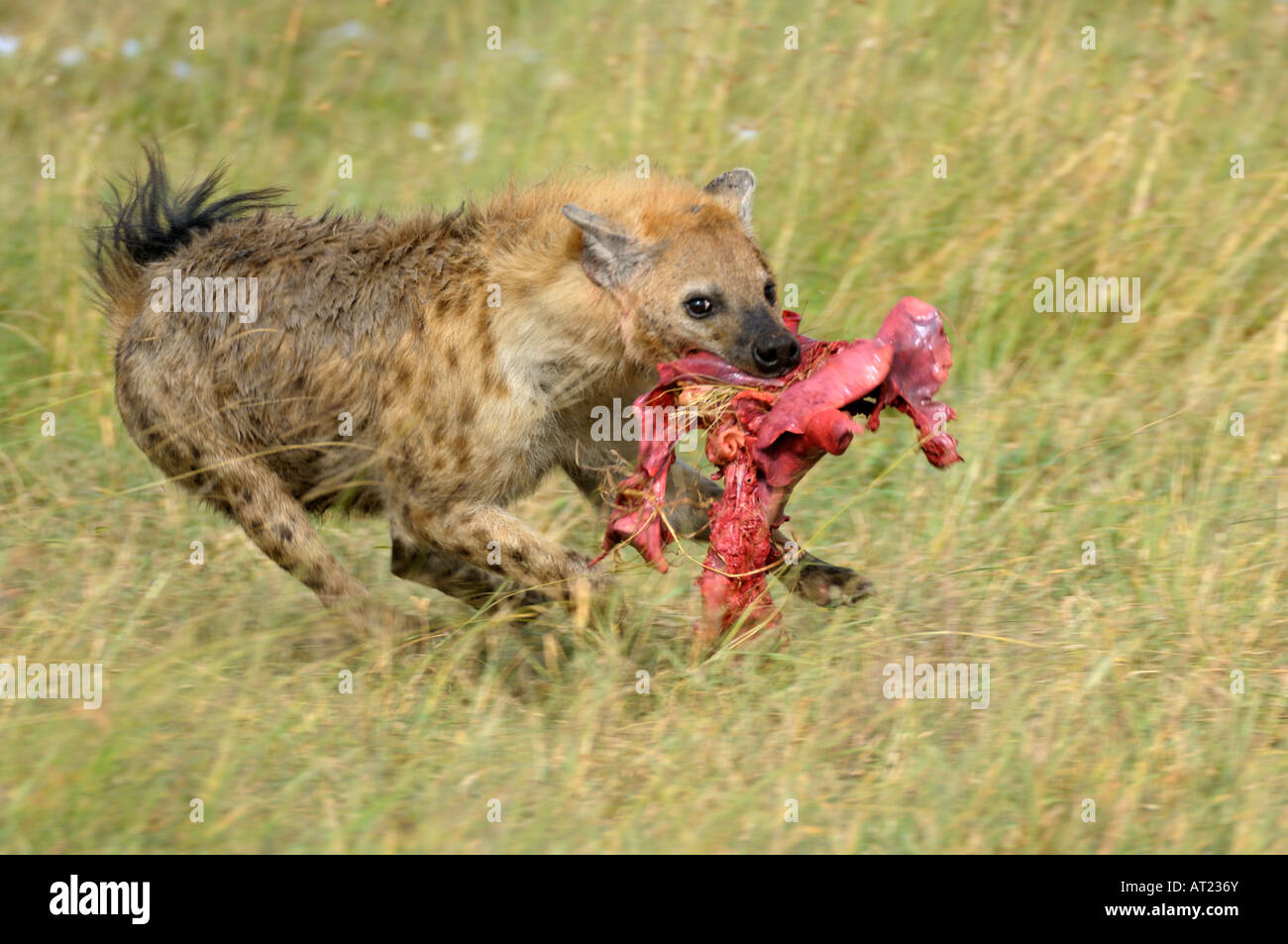 Hyena at a wildebeest kill, Serengeti, Tanzania Stock Photo