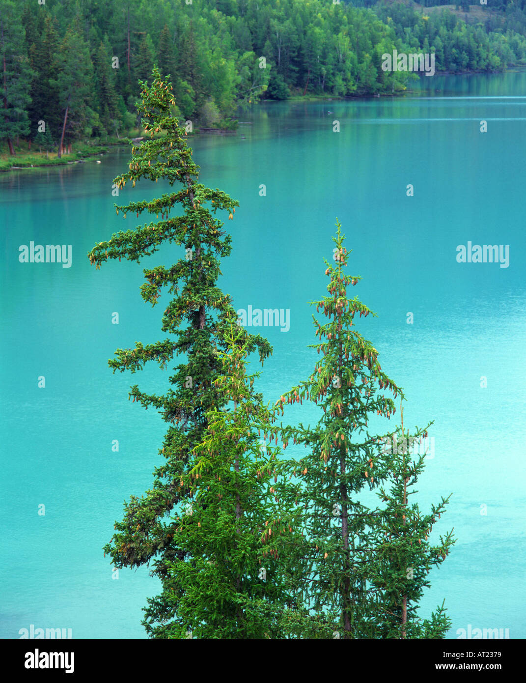 Siberian spruce Picea obovata with Kanas Lake behind Kanas Lake Nature Reserve Altay Mountains Xinjiang northwest China Stock Photo