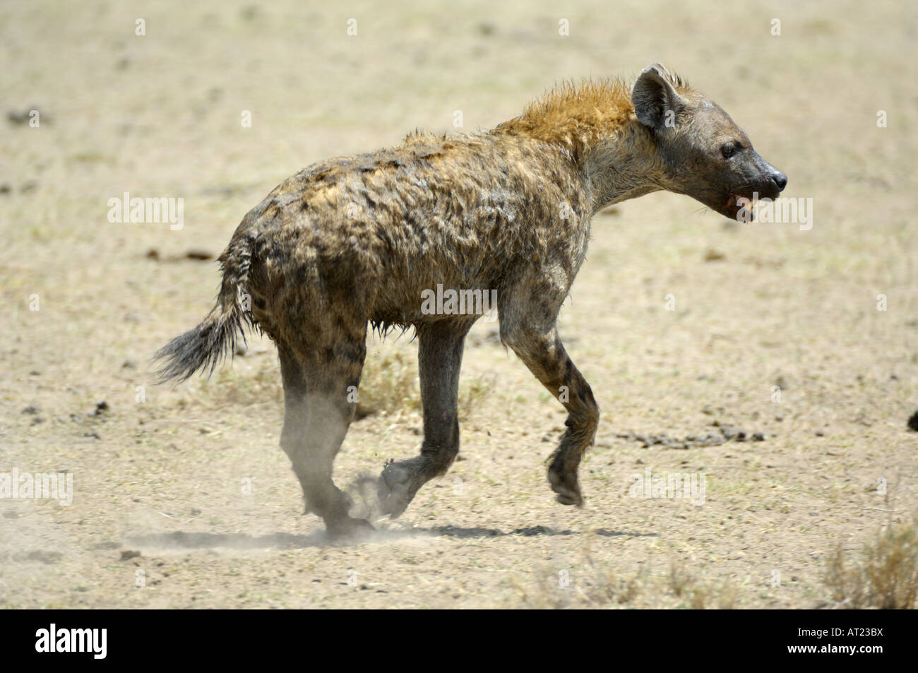 Witness The Incredible Running Power Of Hyenas - r1qaj8f