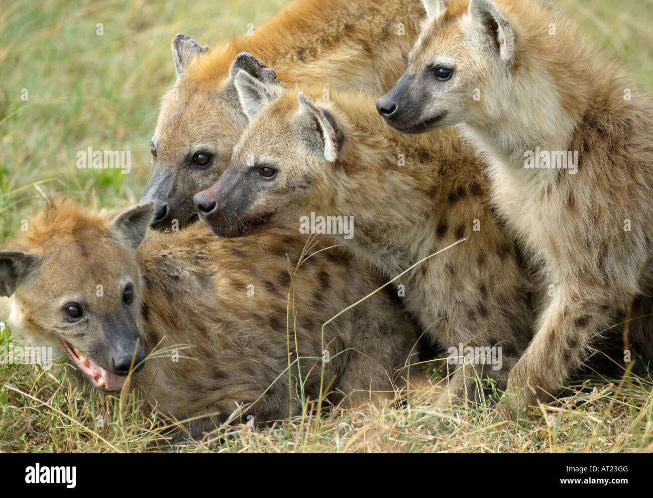 Hyena pack, Serengeti,Tanzania Stock Photo - Alamy