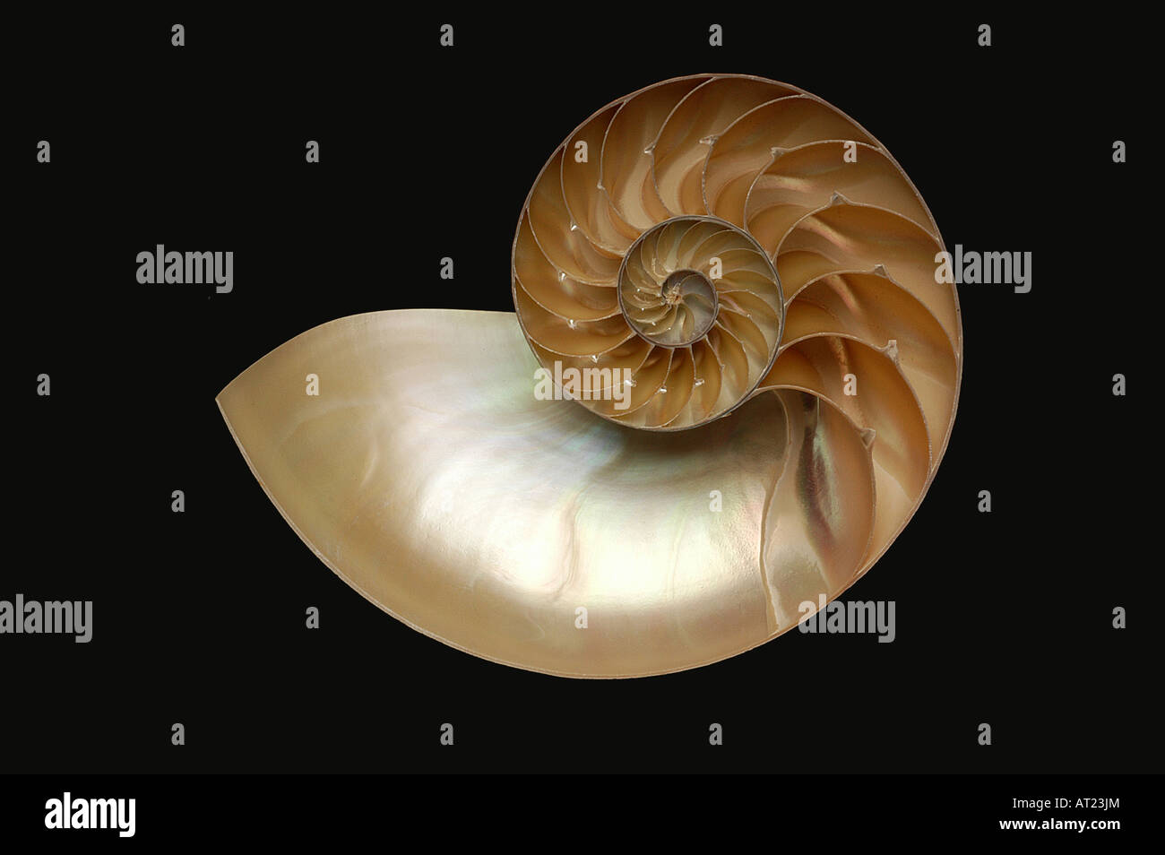 Shell nautilus pompilius living fossil invertebrates cephalopod hires