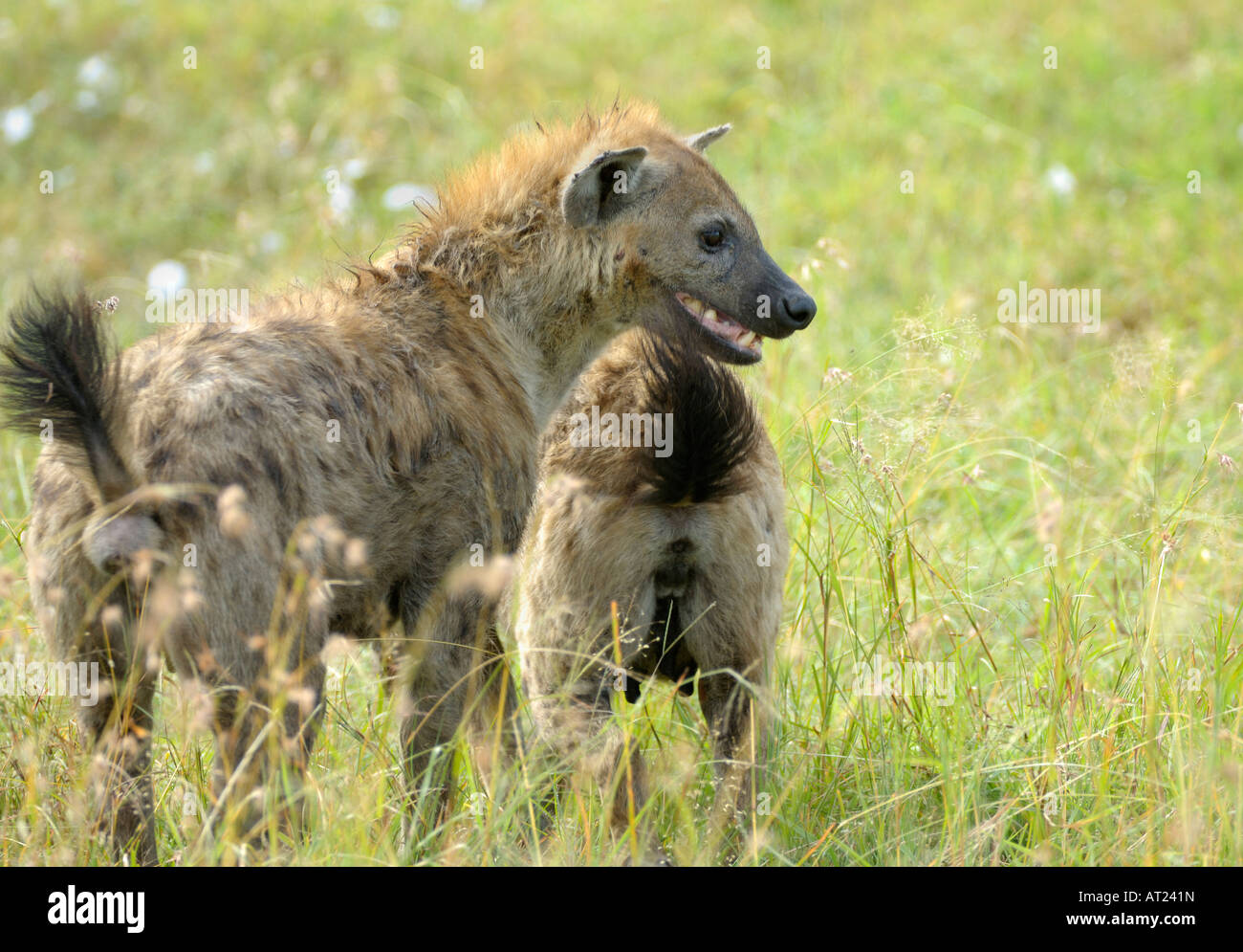 Hyenas at a wildebeest kill,spotted hyena in the gras,Western Corridor
