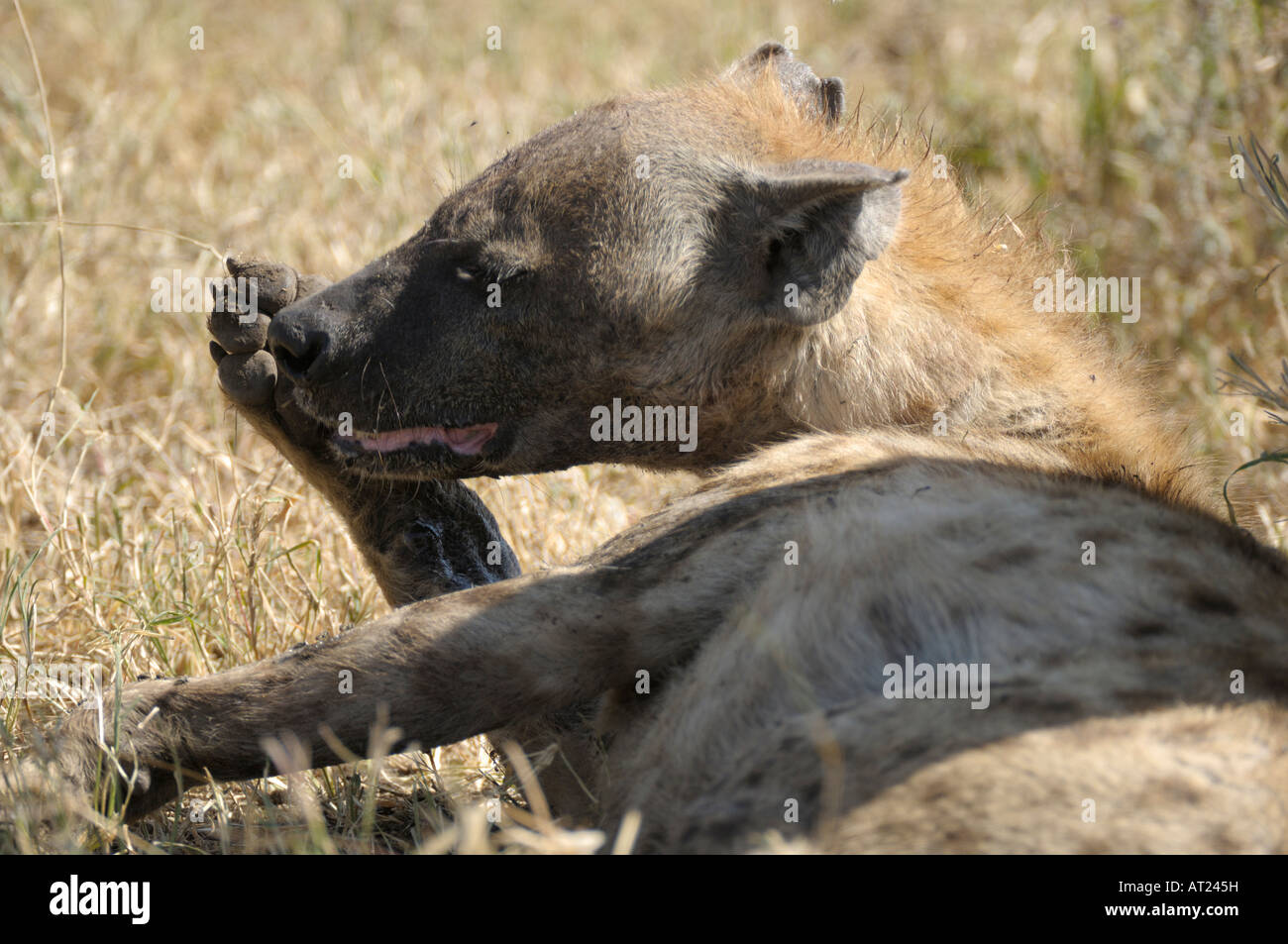 Hyenas,side portrait of a Hyena,Serengeti,Tanzania Stock Photo - Alamy