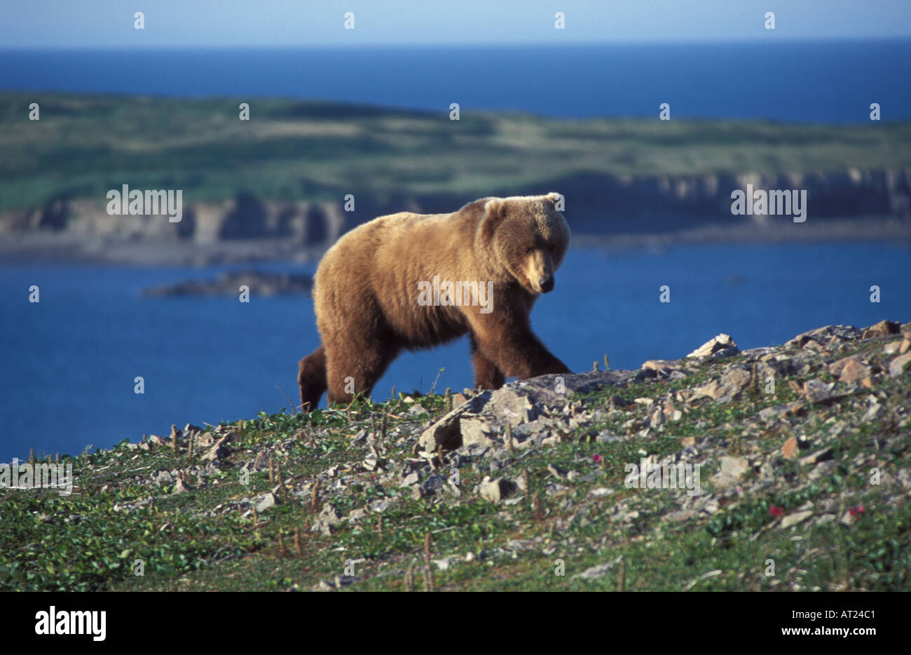 Female Brown Bear Ursus arctos walking above beach on Cape Douglas Cook Inlet Katmai National