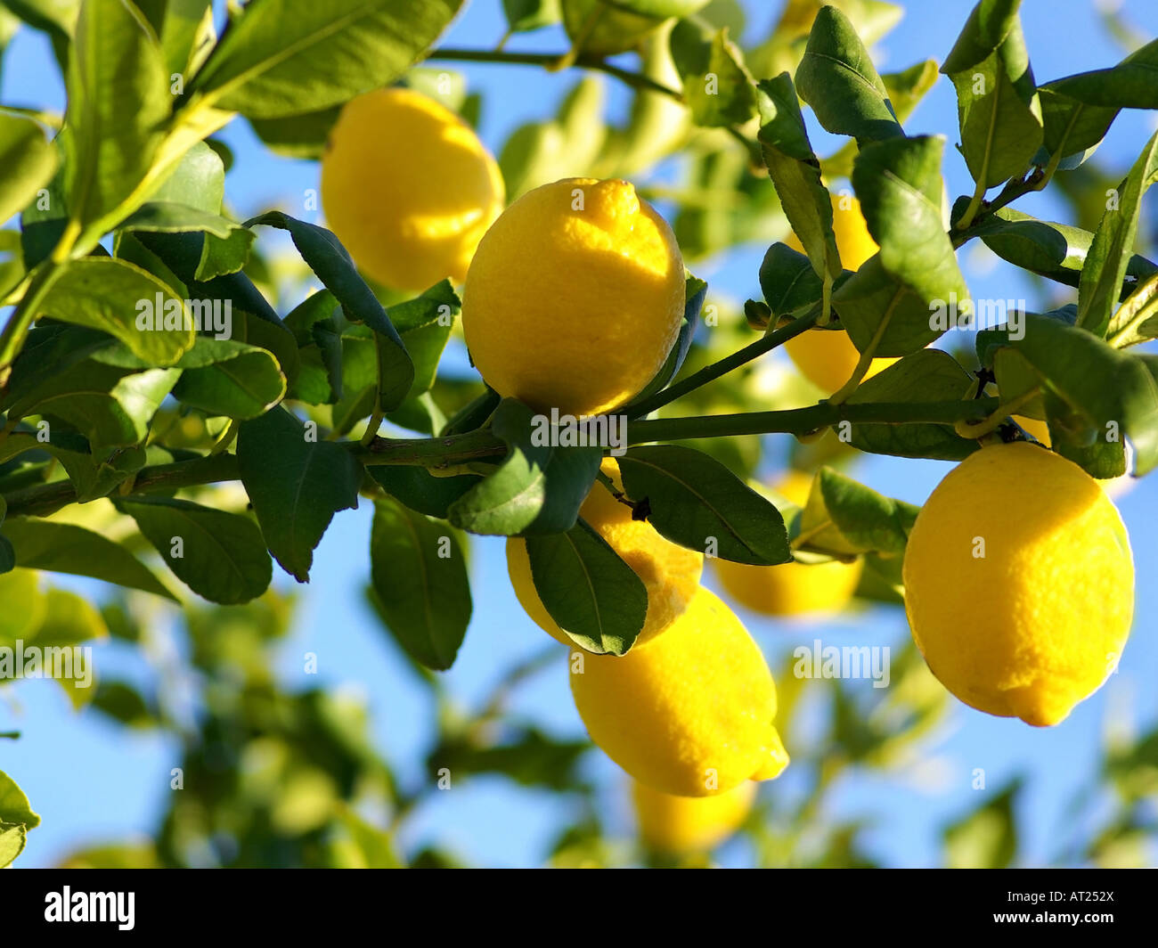 Lemons on lemon tree Stock Photo Alamy