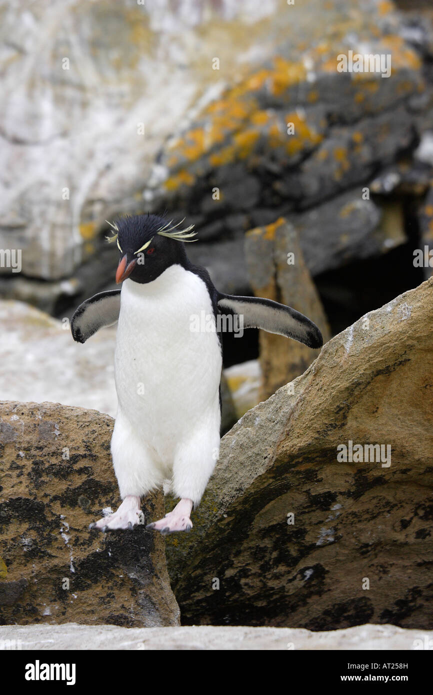 Rockhopper Penguin on New Island Falklands Stock Photo