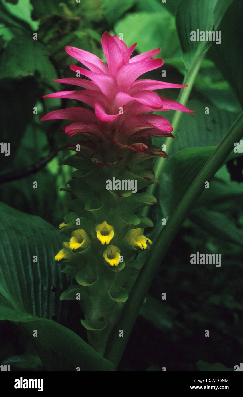 Inflorescens of Curcuma wild turmeric zingiberaceae Family ‘Gauriche Haat’ in Marathi Monsoon Plant Stock Photo
