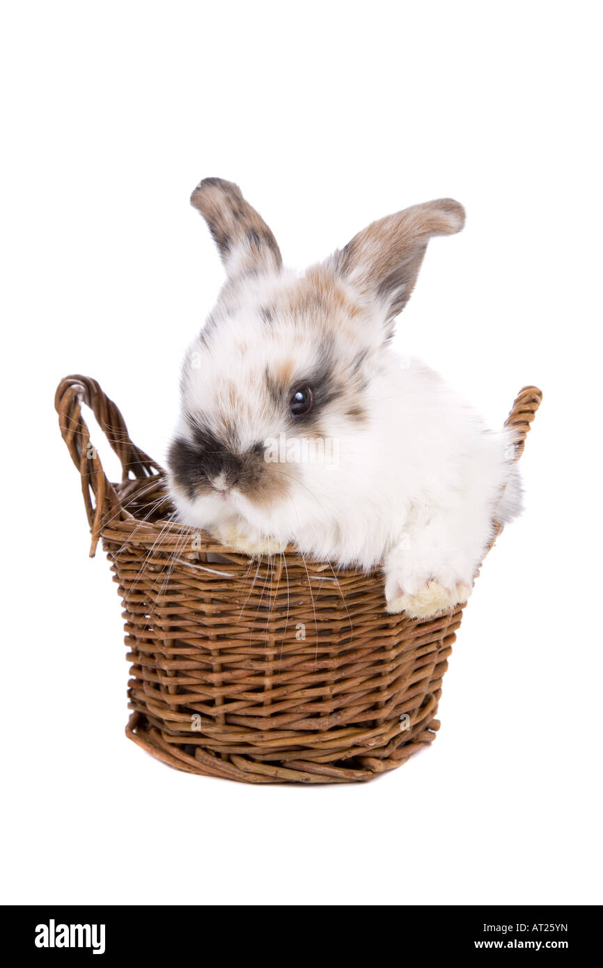 Cute little bunny sitting in an easter basket on white Stock Photo - Alamy
